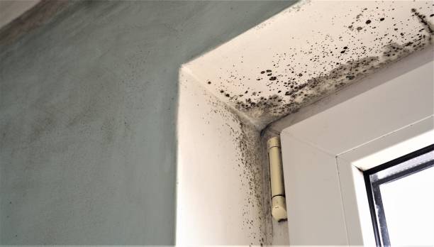 Best Forensic Mold Investigation  in Apex, NC