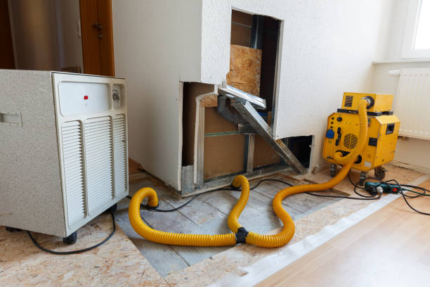 Best Attic Mold Removal  in Apex, NC