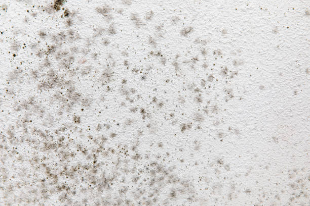 Forensic Mold Investigation in Apex, NC