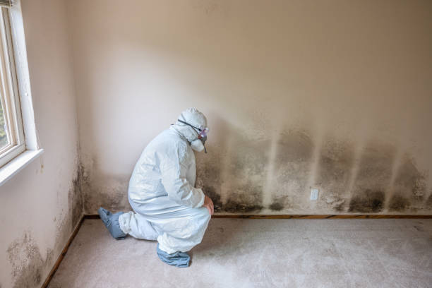 Best Mold Damage Restoration  in Apex, NC